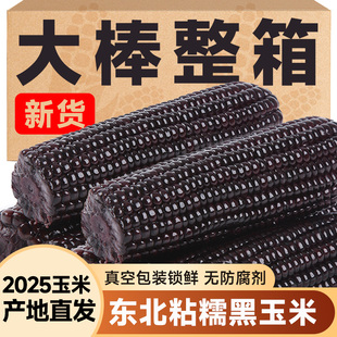 黑糯玉米2025新鲜东北黑玉米含花青素真空装 加热即食大棒甜粘苞米