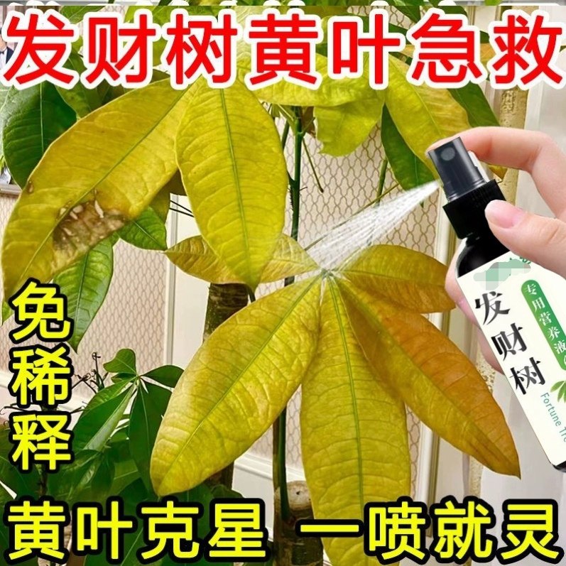 发财树专用营养液黄叶落叶一喷绿家用绿植通用花肥免稀释盆栽肥料,鲜花速递/花卉仿真/绿植园艺,家庭园艺肥料,淘宝优惠券,粉丝福利购,淘宝优惠卷