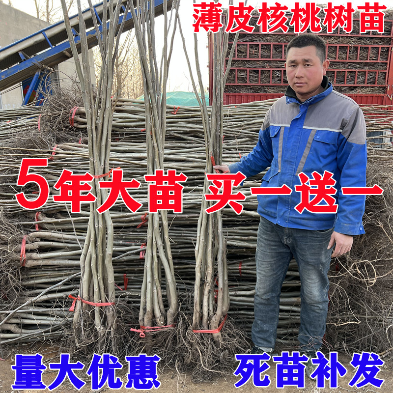 核桃树苗南方北方种植核桃苗嫁接果树苗纸皮薄皮幼苗地栽当年结果