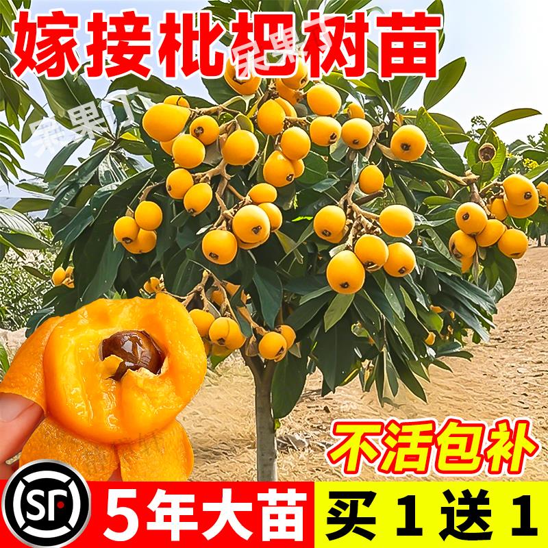 枇杷苗树果树苗盆栽水果嫁接批把树大果琵琶树当年结果南北方种植