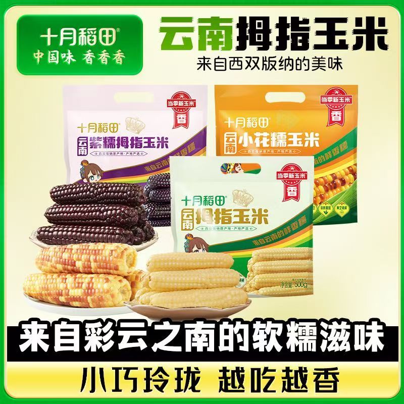十月稻田西双版纳香糯拇指玉米