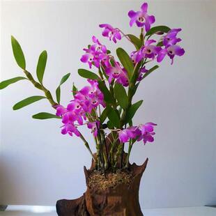 小丛金钗云南赤水丛苗盆栽石斛霍山铁皮新鲜大丛盆景兰花种苗红花