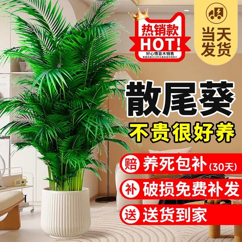 散尾葵植物盆栽富贵椰子客厅绿植室内大型凤尾竹办公室好养活花卉