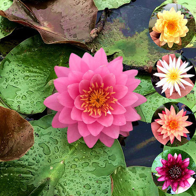 睡莲水培植物池塘水池根块