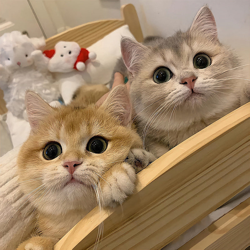 英短金渐层幼猫血统ny12宠物猫舍矮脚猫蓝金渐层猫咪长毛小猫活物