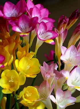 香雪兰花球盆栽重瓣种小苍兰带芽种根带花苞混色盆栽多季开花鲜花