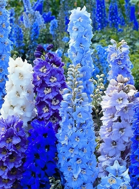 大花飞燕草花种子蓝色系翠雀鸽子花千鸟花多年生宿根耐寒花卉种籽