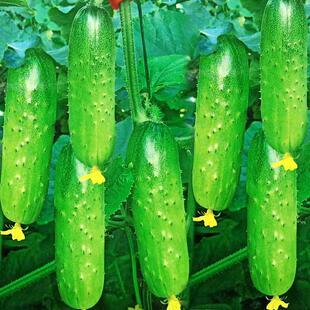 水果黄瓜种子籽春秋冬季小黄瓜旱黄瓜苗四季阳台盆栽庭院蔬菜种孑