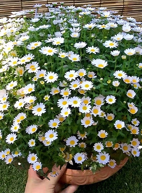 白晶菊种子洋甘菊花种子小雏菊花种籽子四季播种开花室外庭院花海
