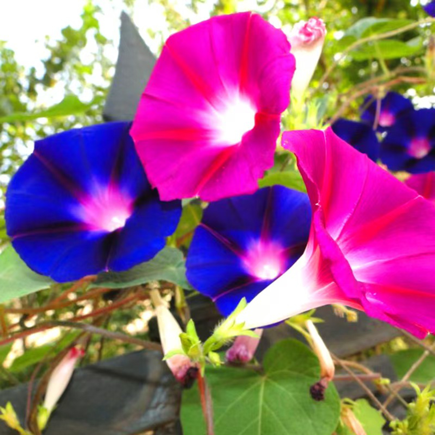 大花牵牛爬藤观花植物庭院阳台