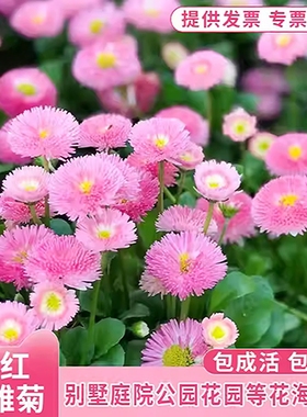 绒球小雏菊花种子四季播种开花室内室外阳台盆栽花卉好养易活花籽