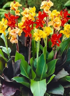 美人蕉种球花苗水养水生植物四季易养花卉盆栽庭院地栽耐寒耐热