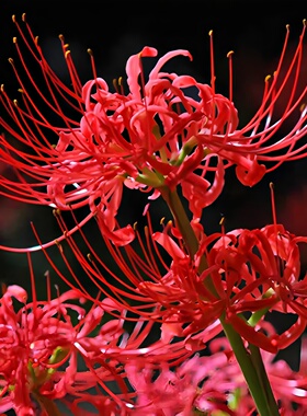 彼岸花种球曼珠沙华盆栽红花换锦石蒜大种球阳台花卉四季种植开花