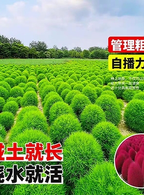 红叶地肤种子绿叶地肤草种子地麦铁扫帚苗菜种子园林景观花海种子