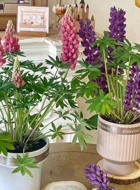 鲁冰花种子四季易种庭院园林景观花海种植花苗盆栽羽扇豆花种籽子