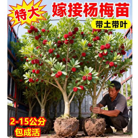 杨梅嫁接苗白杨梅东魁黑炭正宗树苗特大果早熟南方种植果树苗大全