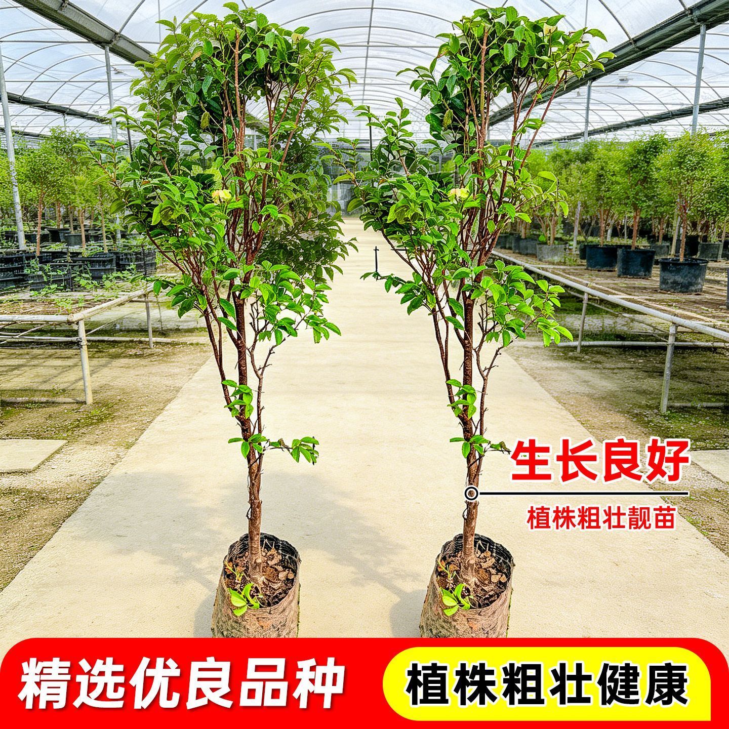 正宗四季嘉宝果苗树树葡萄沙巴艾斯卡果树南北方盆栽阳台庭院种植