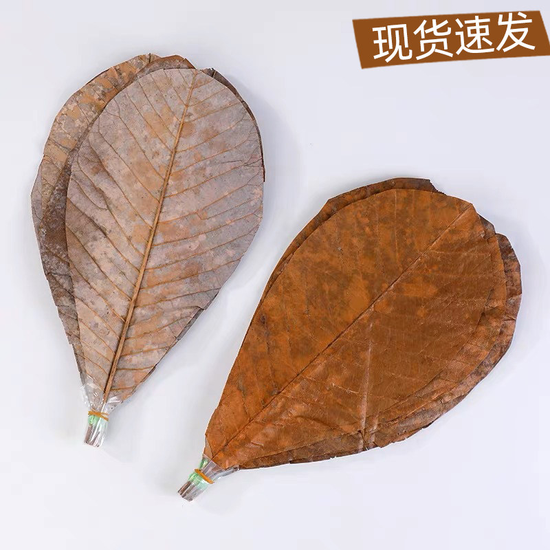 摆盘干朴叶蒲叶干燥寿司造型烧烤日式意境装饰烤肉垫纸丹麦叶20片