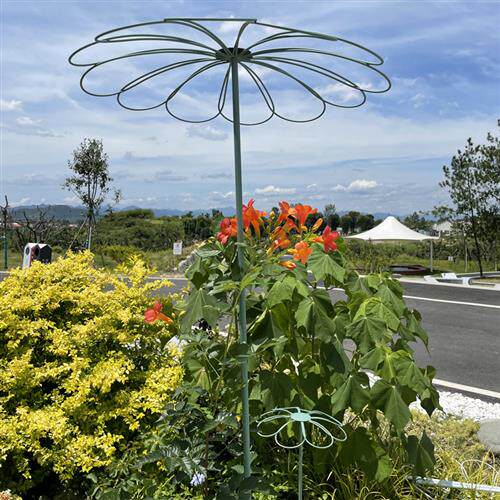 山乌龟铁线莲月季蓝雪花棒棒糖花架爬藤架植物攀爬支架支撑杆铁艺