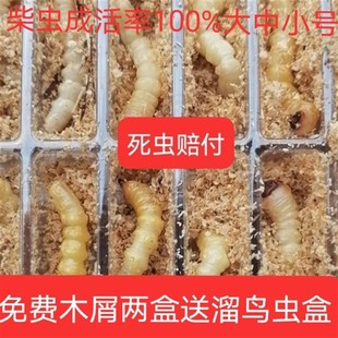 柴虫松树野生天牛幼虫活虫高蛋白鸟儿活食提膘斗鸟专用虫小头柴虫