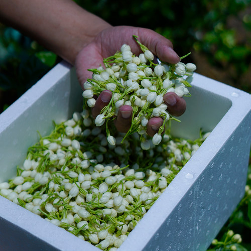 新鲜茉莉花鲜花广西横县现摘食用