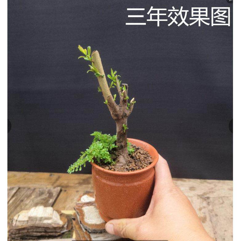 矮化石榴盆栽盆景银杏老庄老桩树小造型阳台可观赏小盆景矮桩绿植