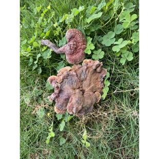 神农架野生芝赤灵可野生灵芝生ZMO林野芝整枝代切片打粉