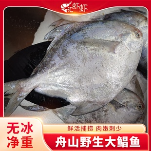 银鲳鱼 特大白鲳鱼3斤舟山野生鲳鱼新鲜冷冻银昌鱼海鲜鲜活水产