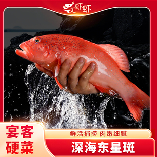 东星斑燕尾斑飞鱼冰鲜鲜活冷冻海参斑鱼红石斑鱼龙趸石头鱼老虎斑