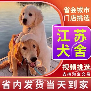 【江苏犬舍】金毛幼犬双血统赛级金毛犬幼犬中型犬宠物狗