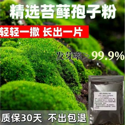 苔藓孢子粉种子粉耐晒青苔吸水石假山上水植物附石草花盆铺面草籽