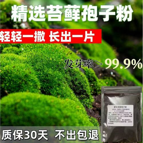 盆景苔藓种子青苔粉苔藓微景观