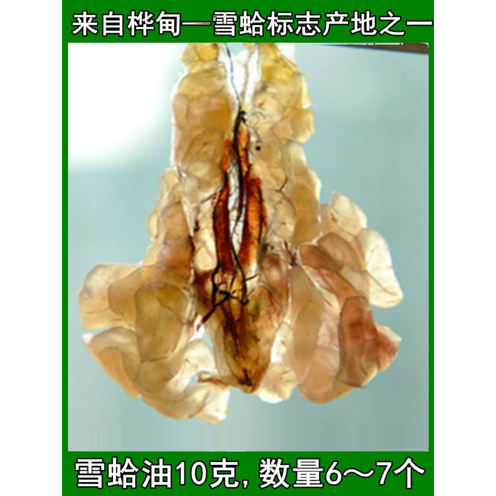 雪货蛤雪油6蛙长QXI白山林蛙油蛤蟆油干新年鲜10g礼盒联体哈膏炖