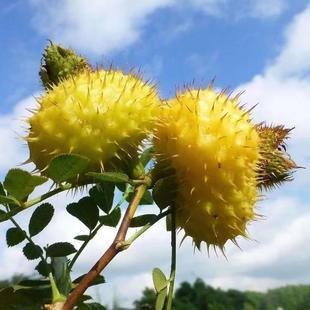 刺梨汁原液贵州原原汁浆贵特果产OJI鲜榨汁州独立小包装 即饮料