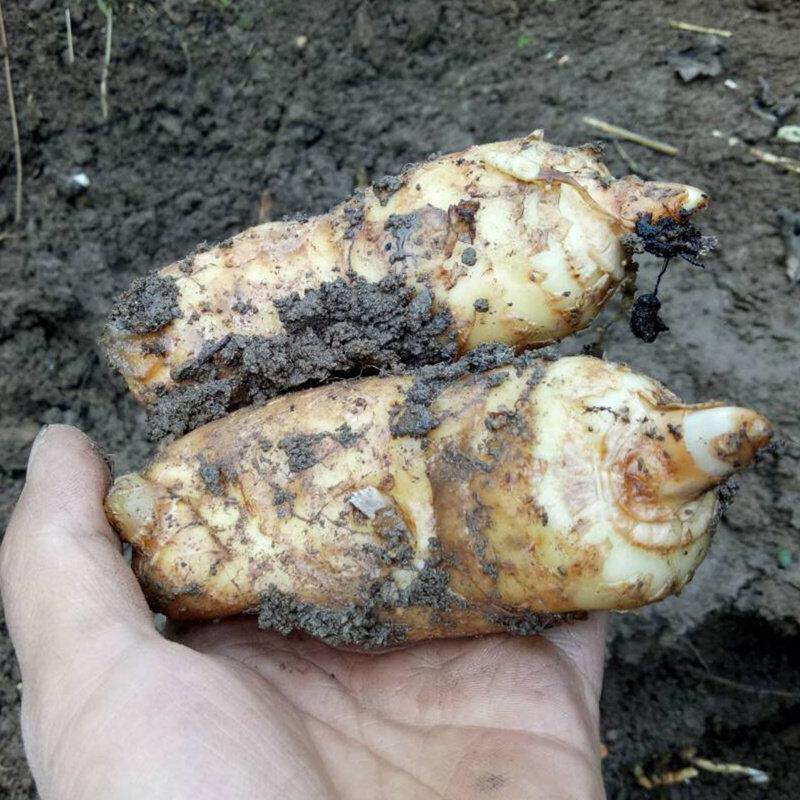 采购产品生天麻，冬麻，新鲜磅天麻麻，生天麻，干天麻，非云南昭