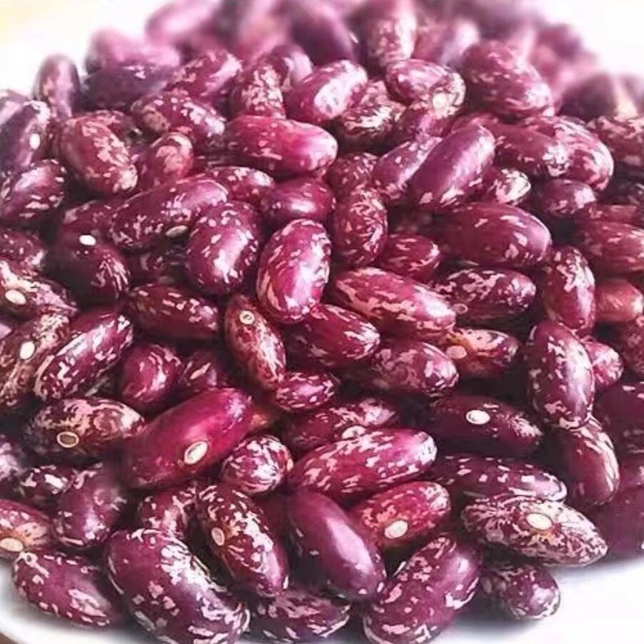 新紫花芸豆东北花芸豆四季豆新货杂粮大碴粥饭豆好煮软糯农家新豆