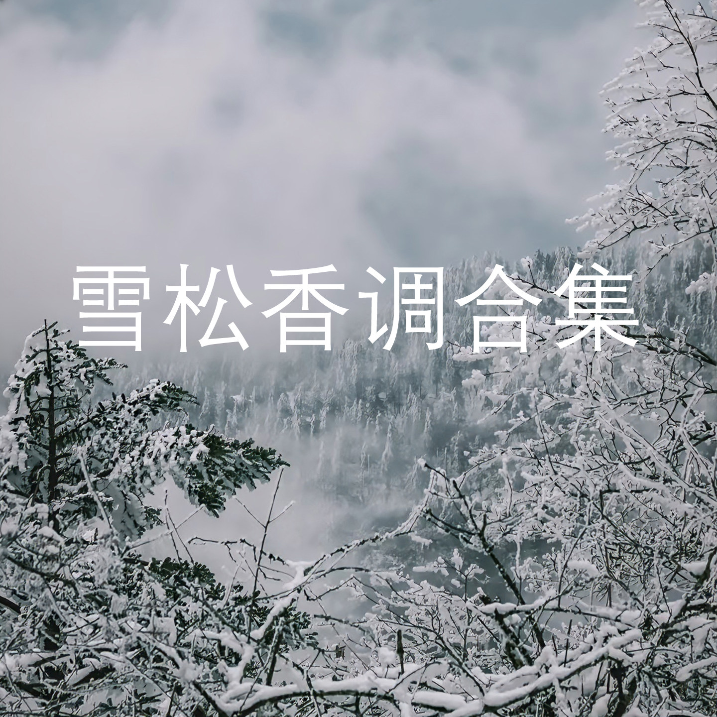 雪松香调北国雪松独奏撒丁岛超级雪松之恋雪山之巅檀道淡香水平替