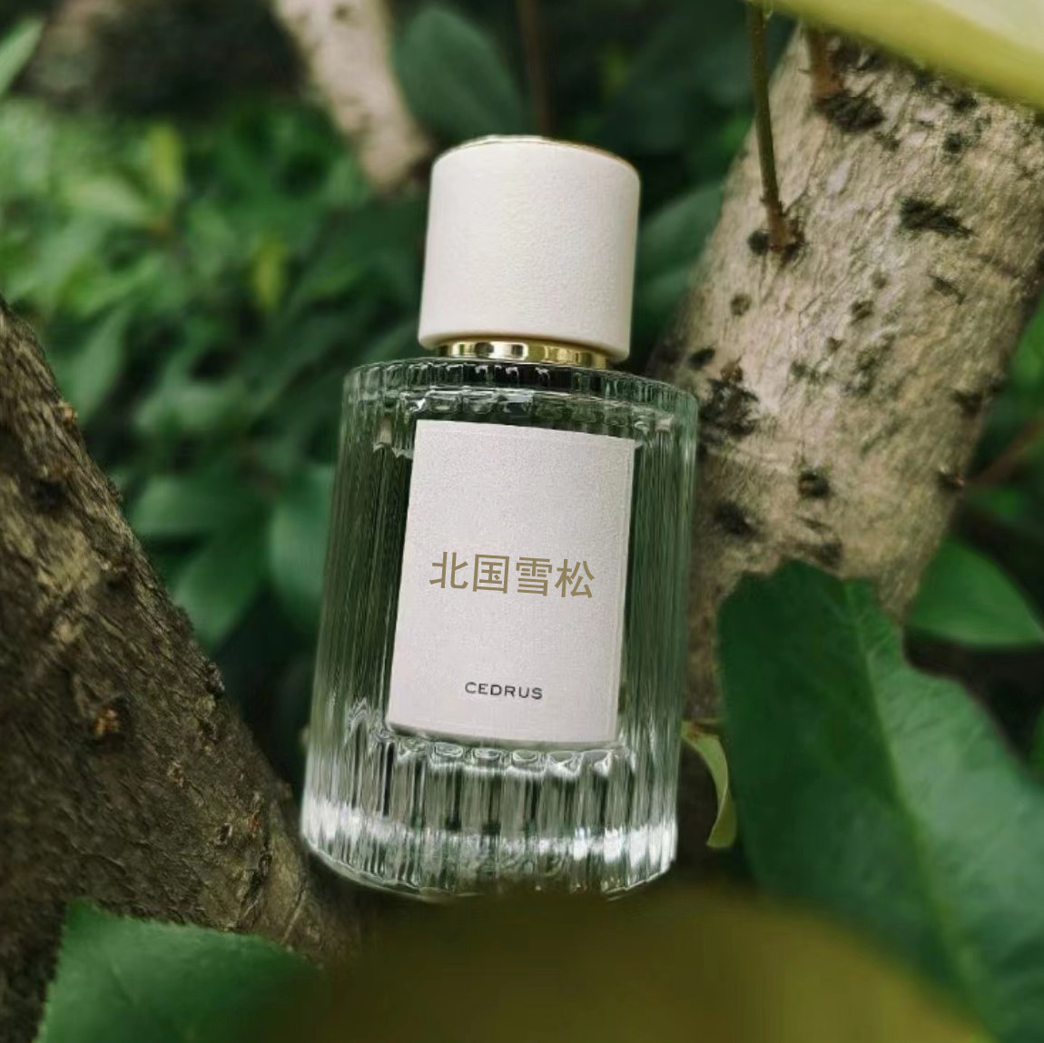 北国雪松木兰诗语橙花之舞烟雨茉莉小猪包肉丝带调香平替香水香氛