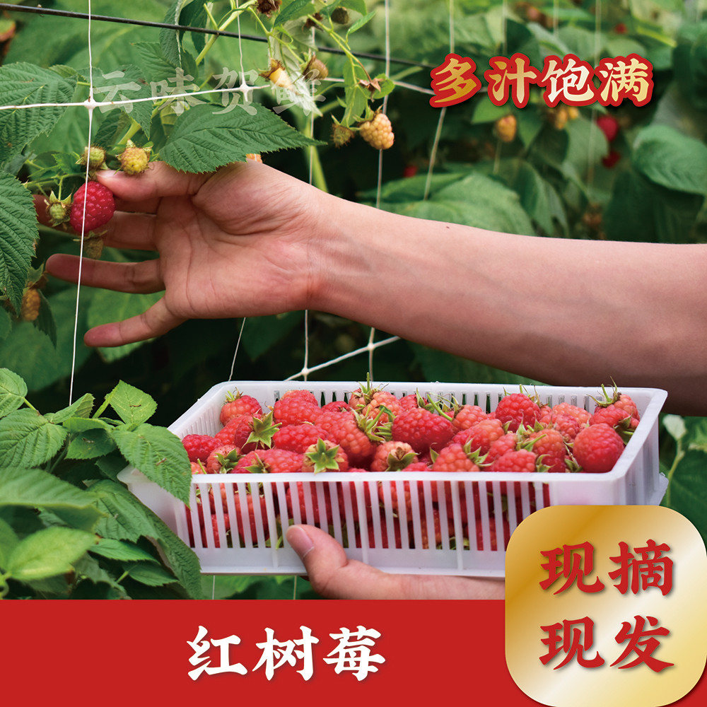 顺丰｜带叶新鲜红树莓覆盆子12其它
