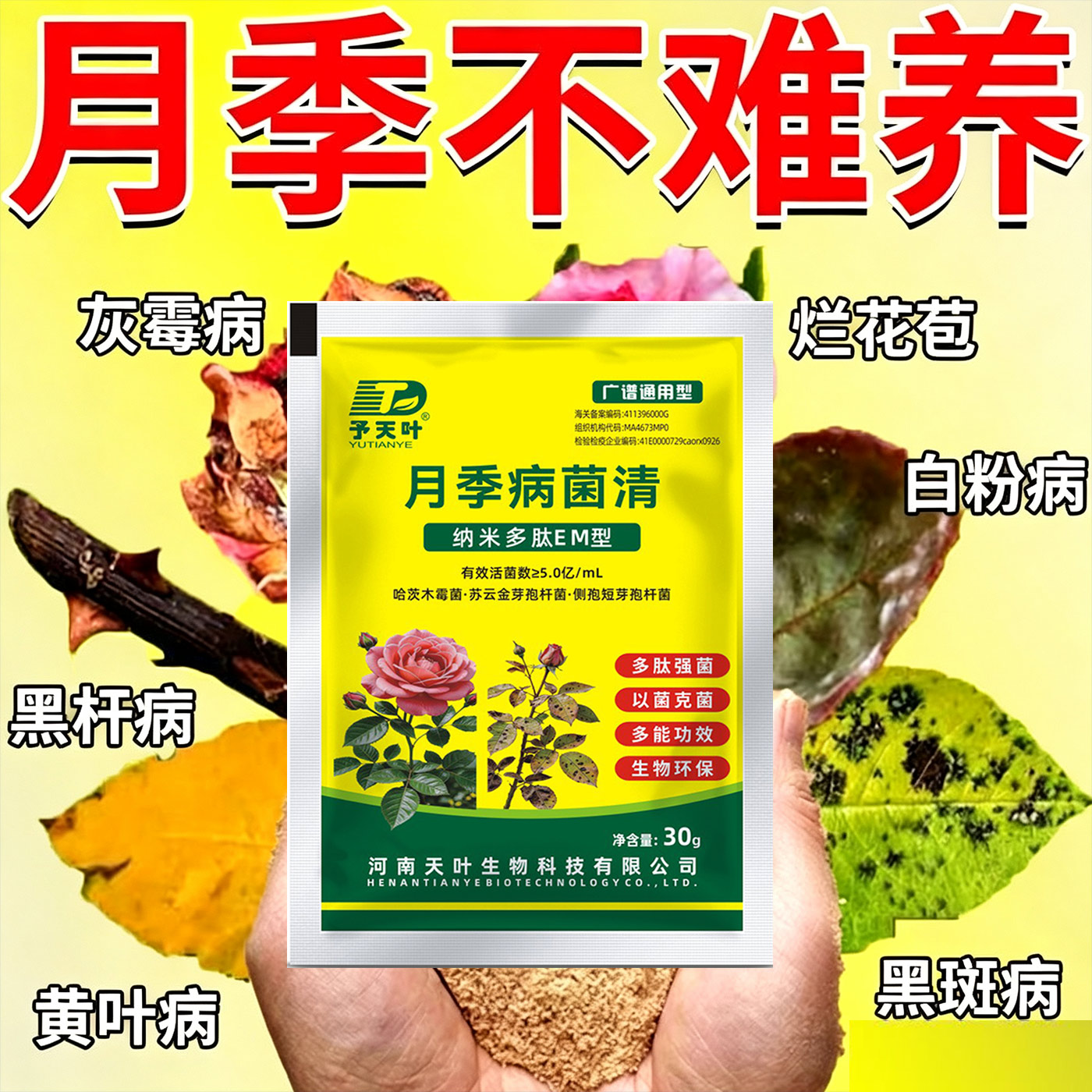 月季花病害专用黄叶黑斑枯枝病图片