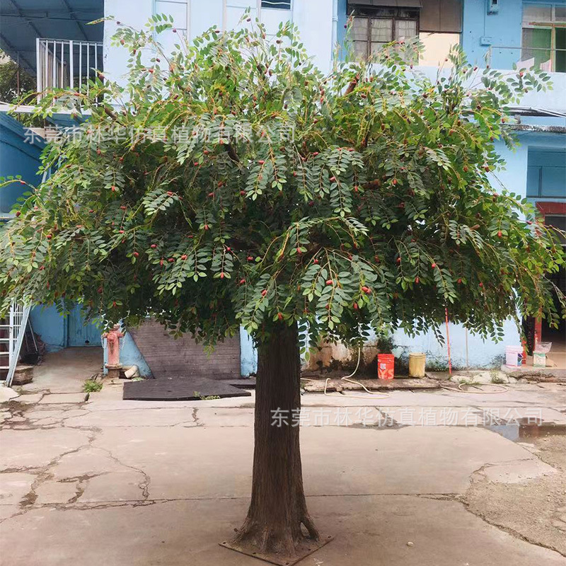 仿真红枣树 大型仿真树 园林景观造景假树 室内外装饰仿真枣树