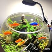 全谱光鱼缸灯小夹灯USB桌面藻缸灯圆形鱼缸灯专用补光灯可调光