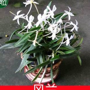 风兰 富贵兰短距风兰附生兰花矮种兰花洋兰盆景雨林缸