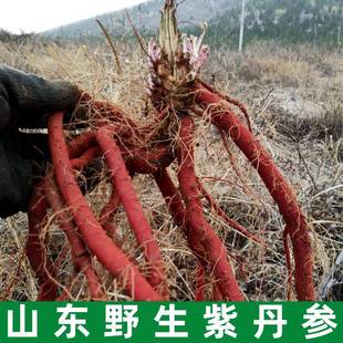 莒县丹参片硫药食两用无熏正宗天ZXJ然非白花紫参丹参500g代红磨