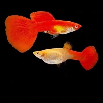 凤尾鱼孔雀鱼练手级热带小型