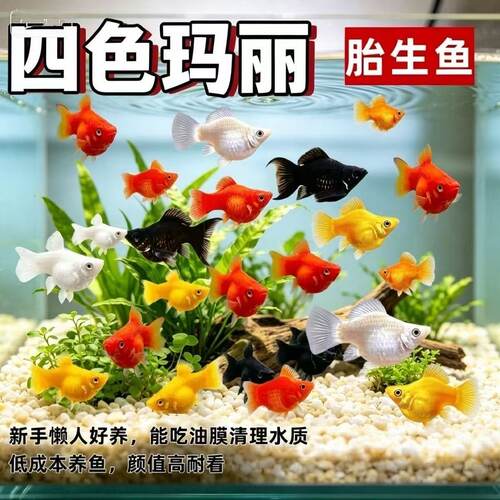 小熊猫观赏鱼玛丽球鱼米奇观赏鱼