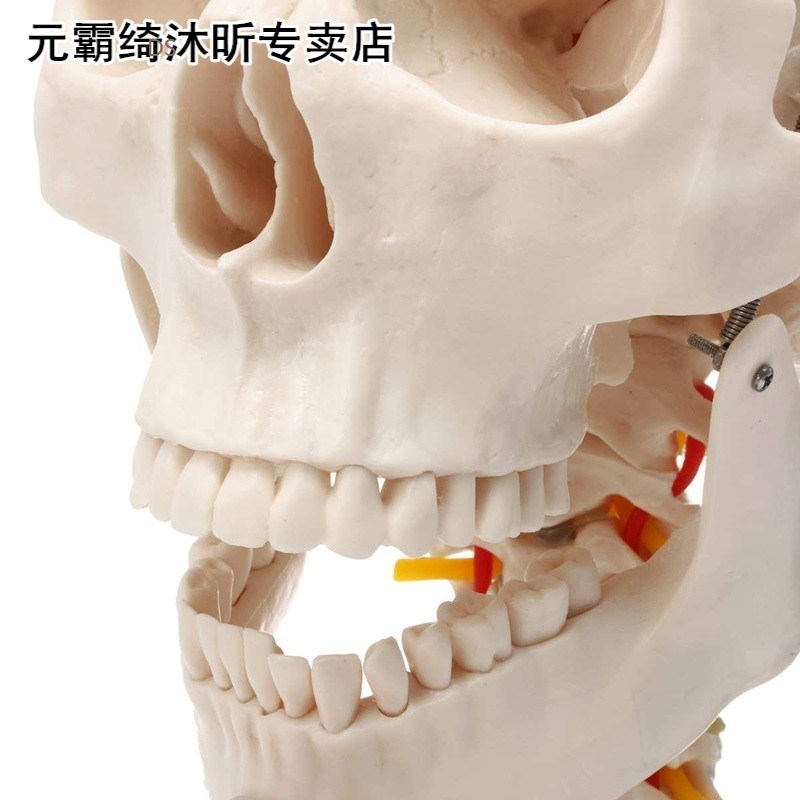 1:1 Life Size Human Skull Anatomical Anatomy Skull Model Cer
