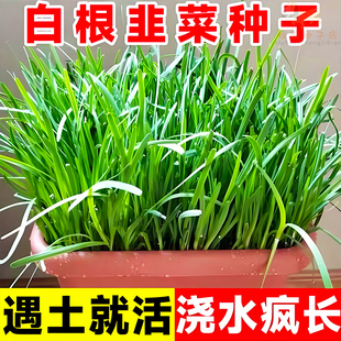 白根791韭菜种子四季大宽叶根苗种韭菜种籽庭院阳台蔬菜种孑大全