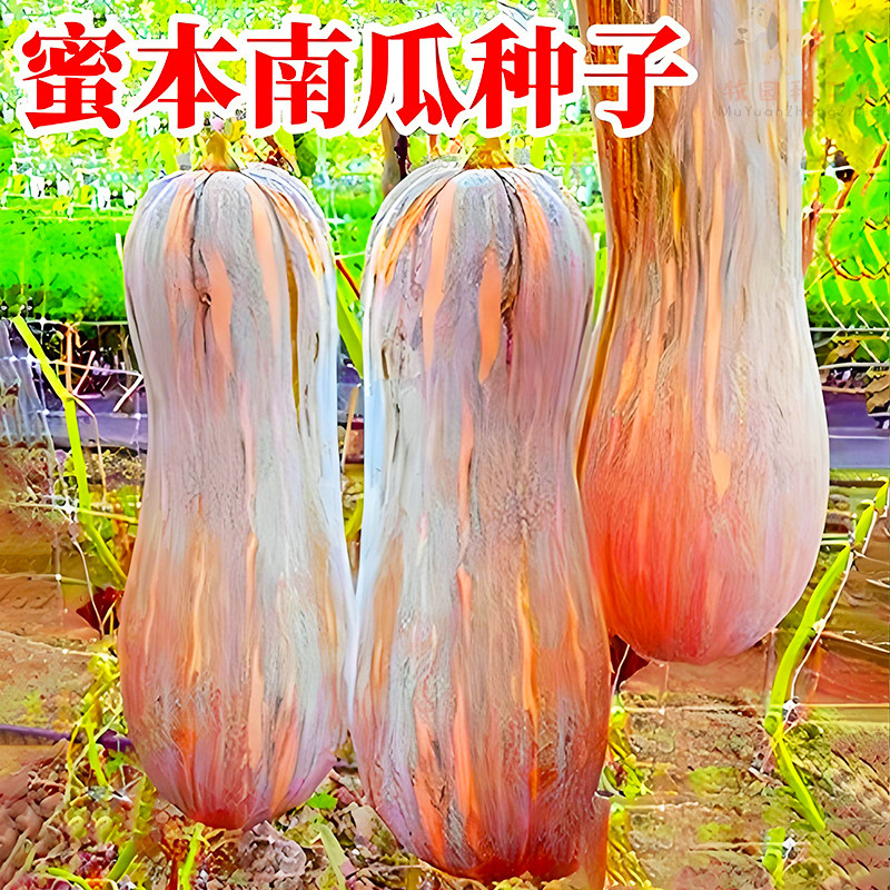 蜜本南瓜种子密本南瓜秘本食用香甜高产蔬菜籽四季春夏大果蔬菜孑