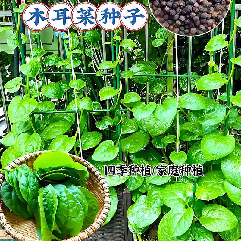肥厚大叶木耳菜种子蔬菜种籽四季种植秧孑夏季小青菜阳台盆栽菜种